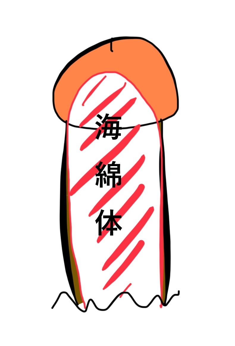亀頭とは 亀頭 亀頭の役割 亀頭増大 亀頭の大きさ 亀頭の形 | 西新宿杉江中央クリニック